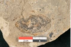 Foto (Detailansicht) von Walchia piniformis Sternbg. (NHMW-GEO-2024-0188-11122)